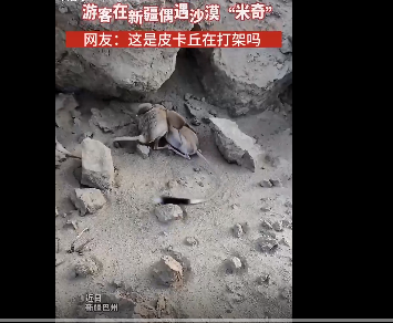 海角社区：游客偶遇“米奇”打架，长长的尾巴耳朵特别大！网友：新疆“老鼠”的颜值都